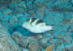 Canthigaster coronata