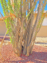 Fouquieria splendens