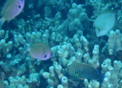 Pycnochromis pacifica