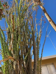 Fouquieria splendens
