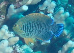 Centropyge potteri
