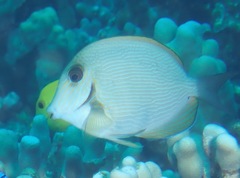 Acanthurus nigroris