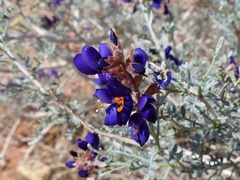 Psorothamnus fremontii