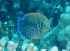 Centropyge potteri