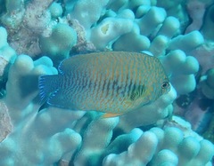 Centropyge potteri