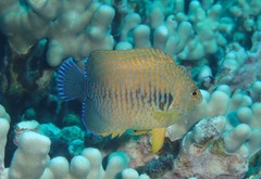 Centropyge potteri