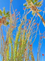 Fouquieria splendens