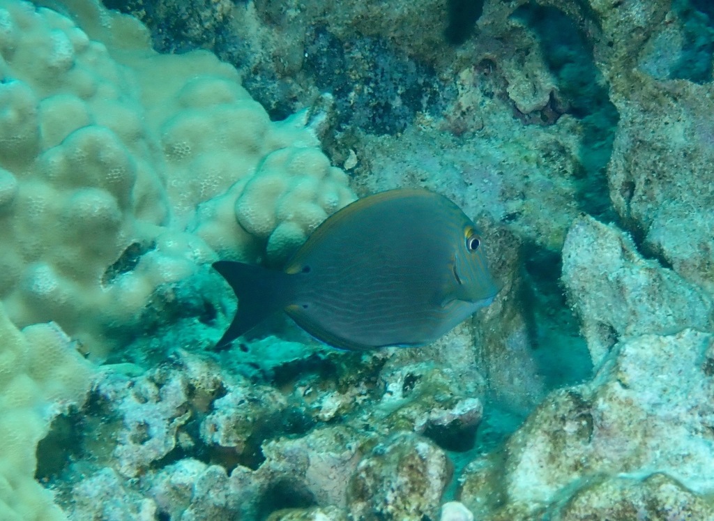 Bluelined surgeonfish