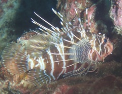Pterois sphex