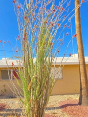 Fouquieria splendens