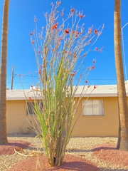 Fouquieria splendens