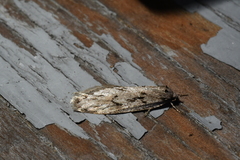 Semioscopis megamicrella