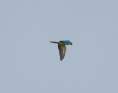 Tanygnathus megalorynchos