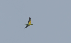 Tanygnathus megalorynchos