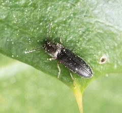 Limonius quercinus
