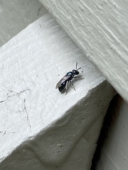 Lasioglossum coeruleum