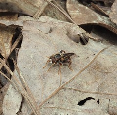 Teuchocnemis bacuntius