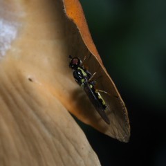 Acanthasargus flavipes