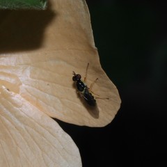 Acanthasargus flavipes