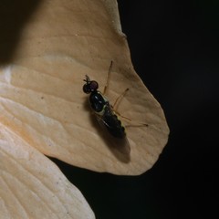 Acanthasargus flavipes