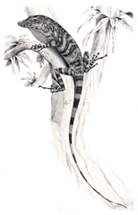 Mount Sapo Giant Anole photo 1