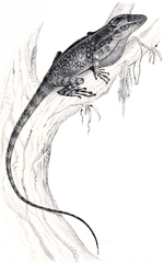 Mount Sapo Giant Anole photo 2