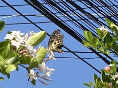 Papilio demoleus