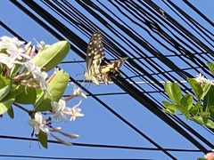 Papilio demoleus