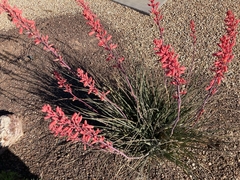 Hesperaloe parviflora