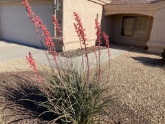Hesperaloe parviflora