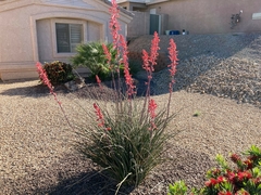 Hesperaloe parviflora