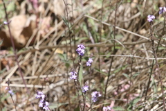 Verbena menthifolia