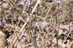 Verbena menthifolia