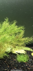 Ceratophyllaceae
