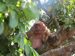 Macaca arctoides