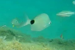 Diplodus holbrookii