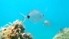 Diplodus holbrookii