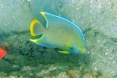 Holacanthus bermudensis