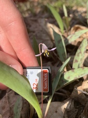 Erythronium propullans