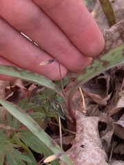 Erythronium propullans