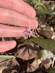 Erythronium propullans