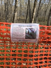 Erythronium propullans