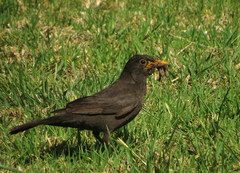 Turdus merula