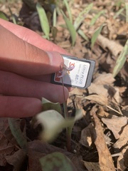 Erythronium propullans