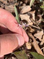 Erythronium propullans