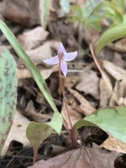 Erythronium propullans
