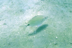 Diplodus holbrookii
