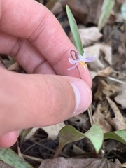 Erythronium propullans
