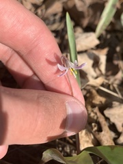 Erythronium propullans