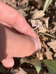 Erythronium propullans